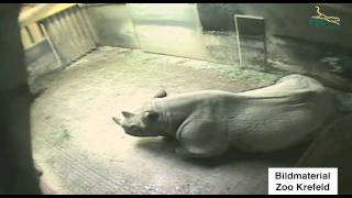 Ein Nashorn wird geboren !