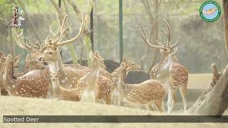 Spotted Deer - Harinalaya Mini Zoo