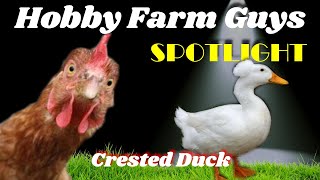 HFG Farm Animal Spotlight: Crested Duck