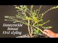 Honeysuckle bonsai, first styling @Bonsaicrazy #new #bonsaiuk #trending #bonsaiusa #bonsaijapan