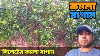 সিলেটের দক্ষিণ সুরমা উপজেলার সবচেয়ে বড় কমলা বাগান  || The largest orange orchard of Sylhet