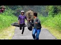 elephant chasing video new and old .हाथी का पीछा হাতি তাড়া എലിഫന്റ് ചേസിംഗ് हात्ती पीछा गर्दै