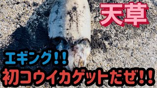 熊本　天草　釣り　【エギング】冬の堤防からアオリイカキロオーバーを目指して再び天草、牛深へ‼️