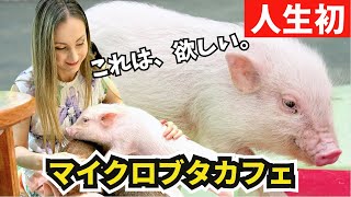 動物好きな外国人妻を日本のマイクロブタカフェに初めて連れていった結果【海外の反応】