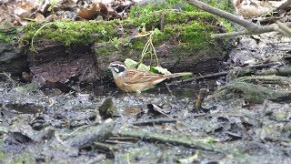 河口湖フィールドセンターのホオジロ（雄）の水浴び　その１２（4K60P動画）