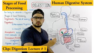 Digestive system | Stages of Food processing | An Overview