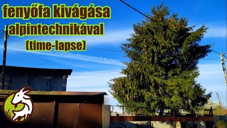 LENYIROM.HU: fenyőfa kivágása alpintechnikával (time-lapse)