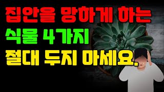 절대 키우면 안되는 집안을 망하게 하는 식물 4가지 공개합니다. #풍수 #풍수지리