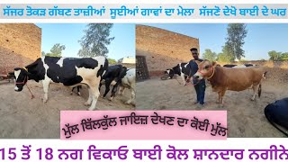 15 ਤੋਂ 18  ਨਗ ਗਾਵਾਂ ਸੇਲ ਆ ਹਰੇਕ ਪ੍ਰਕਾਰ ਦੇ#sale for cow#farming #mandi#animallovefarm