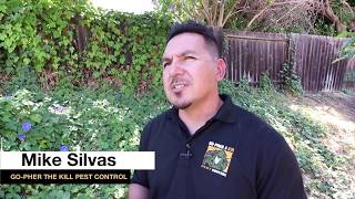 gopher control corona ca - gopher control specialists in riverside ca