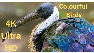 Most  colourful birds in the World 🌎 #peacefullnature #colourfulbird #naturepeace