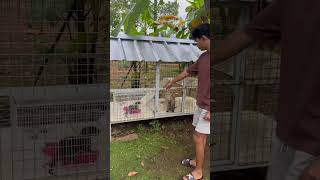 Vlog Jidan Ibrahim || Teman Baru Cika. Part 292 #vlog #viral #shorts #otter #hewanlucu