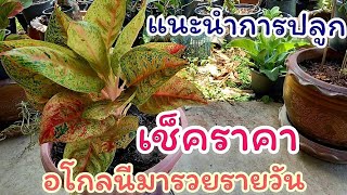 อโกลนีมารวยรายวัน เช็คราคา♦️และแนะนำการปลูกให้สวย🌿