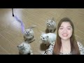 cat food reviews princess vs special cat vs cuties vs smartheart vs powercat 100% honest review