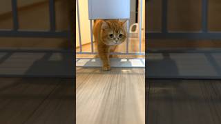 How to get the owner to open the gate #cat #cats #catlover