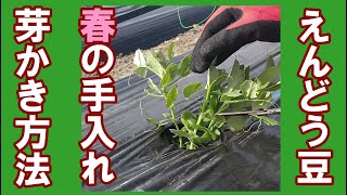 スナップえんどうの手入れ　芽かきのやり方紹介　スナックエンドウの育て方の中で、芽が出て、初期の芽かき、うどんこ病対策の注意点などをご紹介