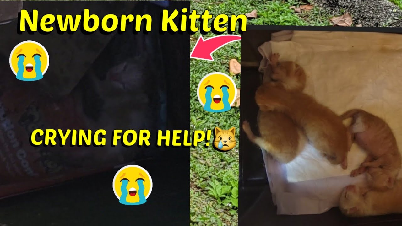 Newborn Kitten Crying For Help || MyKitties_TV - YouTube