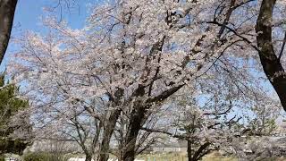 岡山城🏯城下さくらカーニバル！4年ぶりに開催🌸