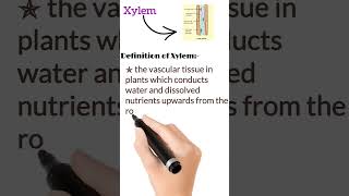 What is Xylem🤔🤔##shortvideo#youtuber##science_project