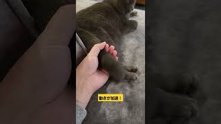 猫のしっぽ#shorts