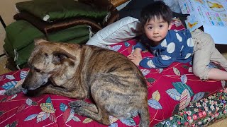 元猟犬と幼児のコミュニケーションの様子