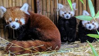 Can you help build a new home for the red pandas?