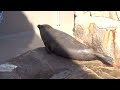 魚をもらうゴマフアザラシ　新潟市水族館マリンピア日本海　spotted seal receiving a fish