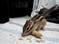 落花生を食べるハーゲン先生（シマリス）