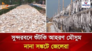 সুন্দরবনে শুঁটকি আহরণ মৌসুম, নানা সঙ্কটে জেলেরা | Nagorik TV