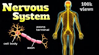 Inside Your Nervous System How Your Brain Nerves Control Everything