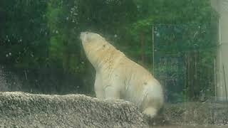 ポロロ（とくしま動物園）１６１６　おくつろぎ