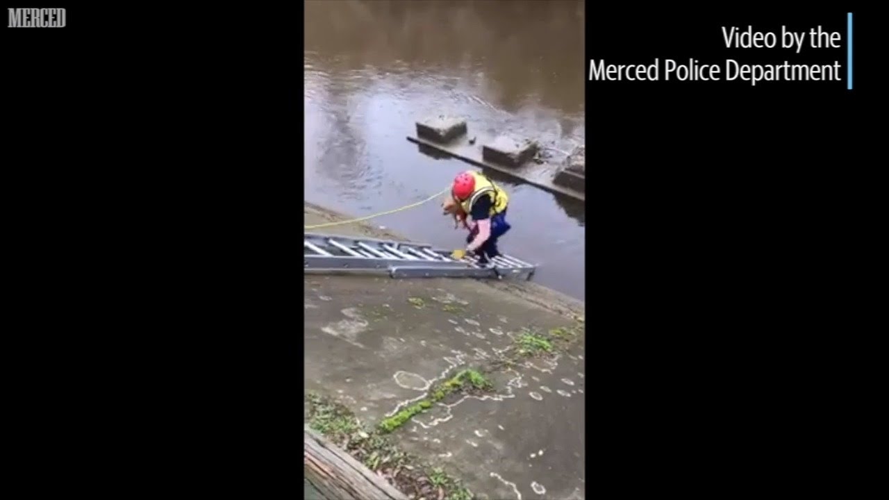 Watch Merced Police, Firefighters Rescue Dog From Bear Creek - YouTube