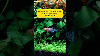 Nothobranchius Rachovii: The Living Jewel of the Wild! #nothobranchius #killifish #shorts