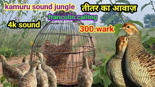 kamuru sound jungle | तीतर का आवाज़ | francolin calling | partridge voice | desi teetarawaaz