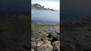 Seagull fighting in Dungarvan