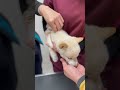 ワクチン注射よりもおやつに夢中な豆柴子犬 shorts