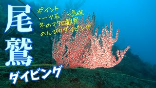 【尾鷲で潜ろう】冬の尾鷲でのんびりマクロダイビング 1080p60HD