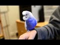 budgie talks like r2d2 in star wars