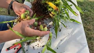 Dividing monster size Coelogyne cristata!