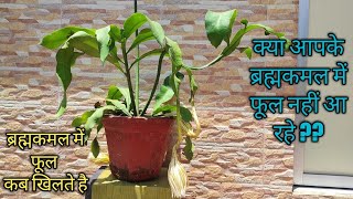 ब्रह्मकमल के फूल से जुड़ी कुछ महत्वपूर्ण बातें | Tips your Brahma Kamal bloom every year