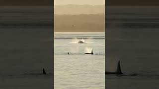 Orca Whale Breaching | Pacific Northwest | Lindblad Expeditions