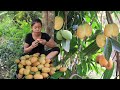 Survival in the rainforest: Finding Natural golden fruit for Food in jungle