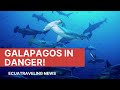 Galapagos Marine Reserve in Danger by Chinese fishing fleet