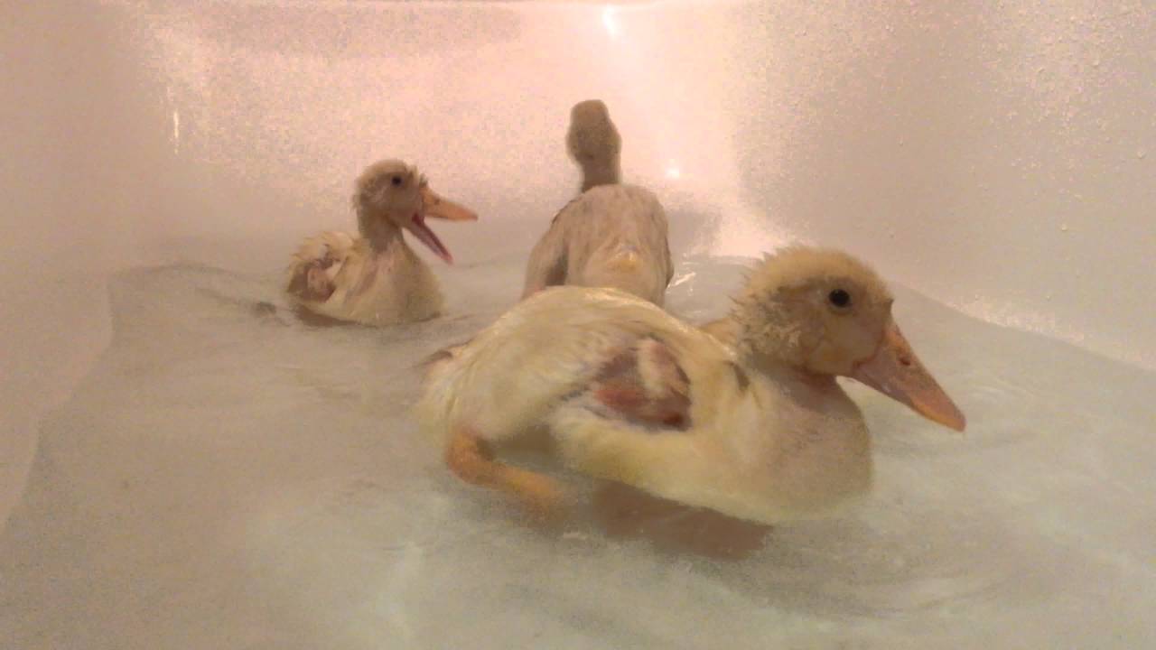 Ducklings Enjoying Their Bath Youtube