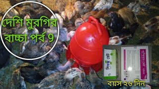 আজকে মুরগির বয়স ২৬ দিন কি কি ওষুধ দিলাম || দেশি মুরগির খামার।