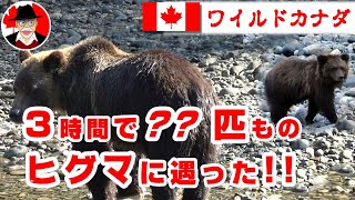 カナダでヒグマに会ってきた！【先住民ホマルコのグリズリー観光】ブリティッシュ・コロンビア州バンクーバー島キャンベルリバー