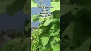 Wild eggplant talongtalongan, #herbal #medicine #gamot #shorts #farming #shortsvideo