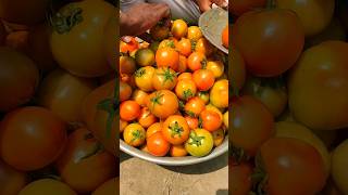 Bahubali tomato selling at village hat. #foodvlog #viral #tranding #tomato #bahubali #shorts