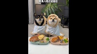 叔叔姨姨哥哥姐姐欢迎收看两八嘎今日餐食：海鲜一锅炖！#柴犬#干饭狗的日常#自制狗饭