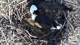 Update! Still Waiting! 🥚🥚 In-nest mating!  🦅🦅❤️ Redding Eagles 2025 Feb 20